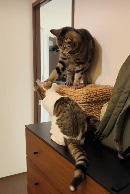 子猫を指導するキジトラ猫