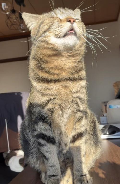 日向ぼっこをするキジトラ猫