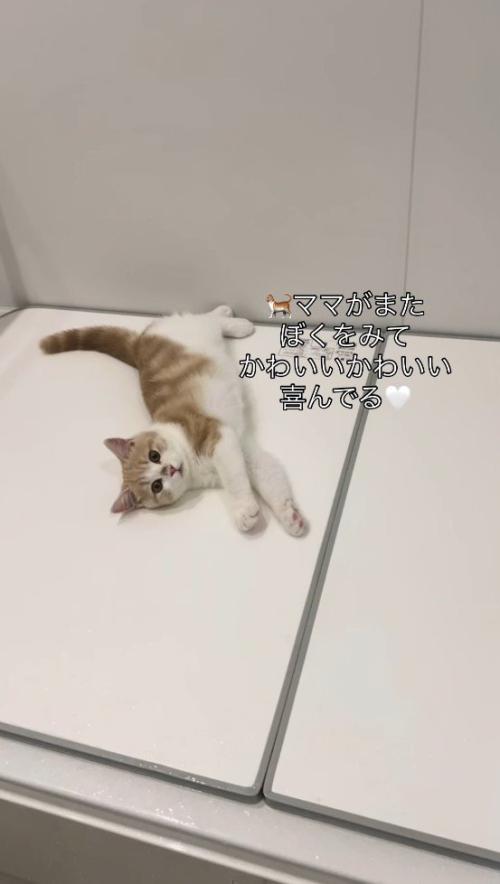 浴槽の蓋の上に寝転がって飼い主を見上げる子猫