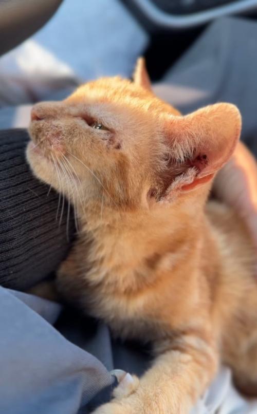 抱っこされる子猫