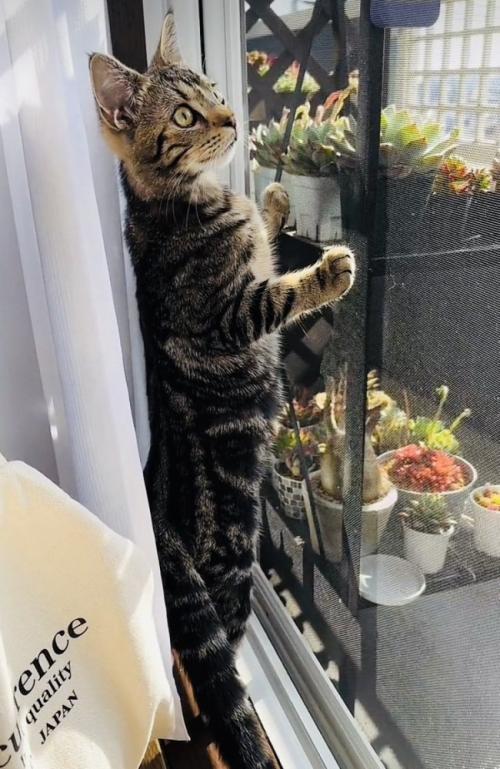 後ろ足で立って窓の外を見るキジトラ猫