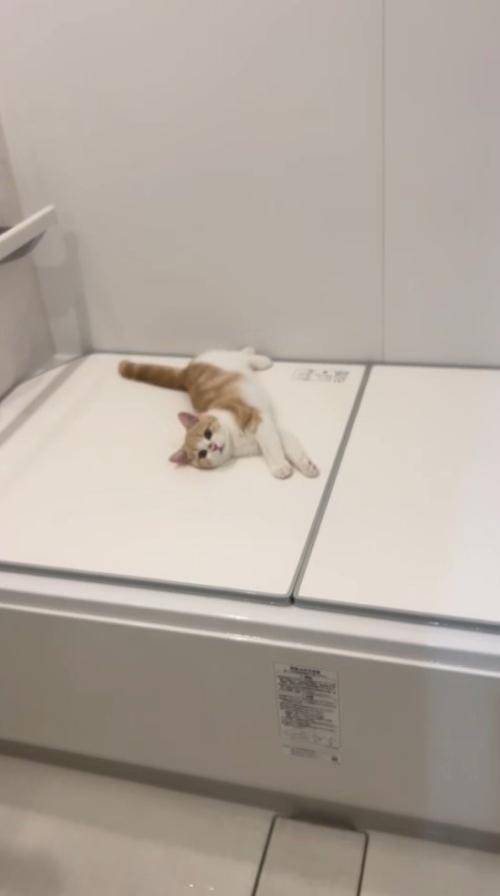 浴室に子猫の様子を見にやってきた女性