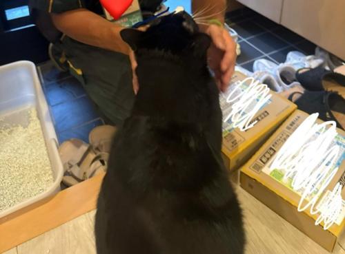 玄関の猫