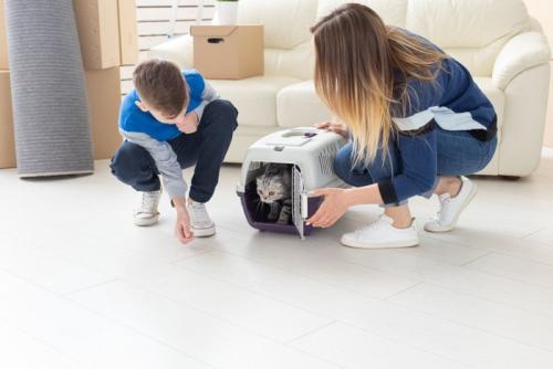 猫を迎える