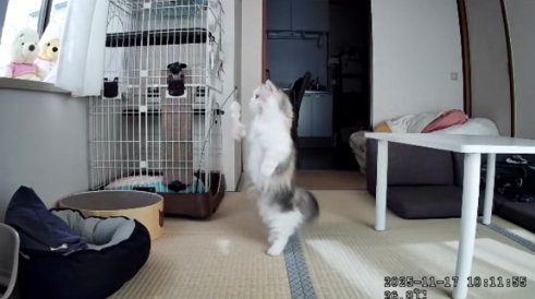 画面中央で立っている子猫