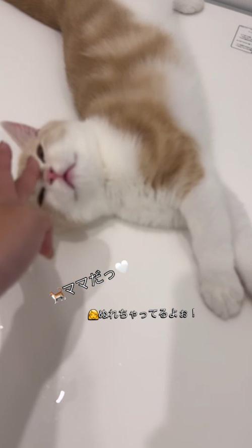 女性に頭を撫でられる子猫