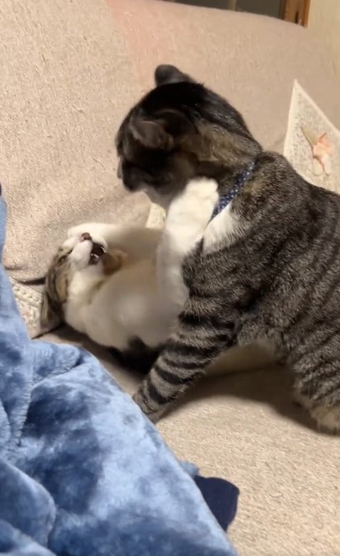 ソファの上でにゃんプロをしている2匹の猫