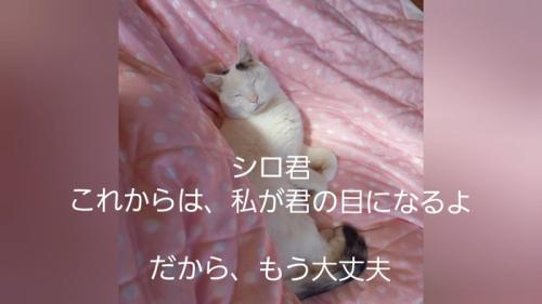 布団の上で寝る猫