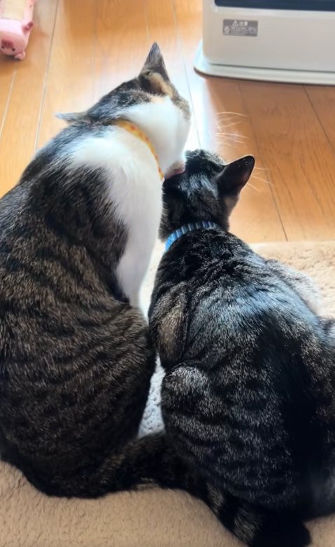 香箱座りしている右の猫の毛づくろいをしている左の猫