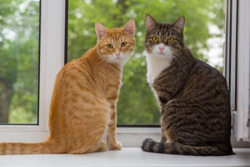 振り向く猫たち