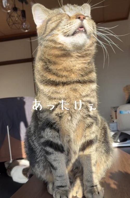 日向ぼっこをするキジトラ猫