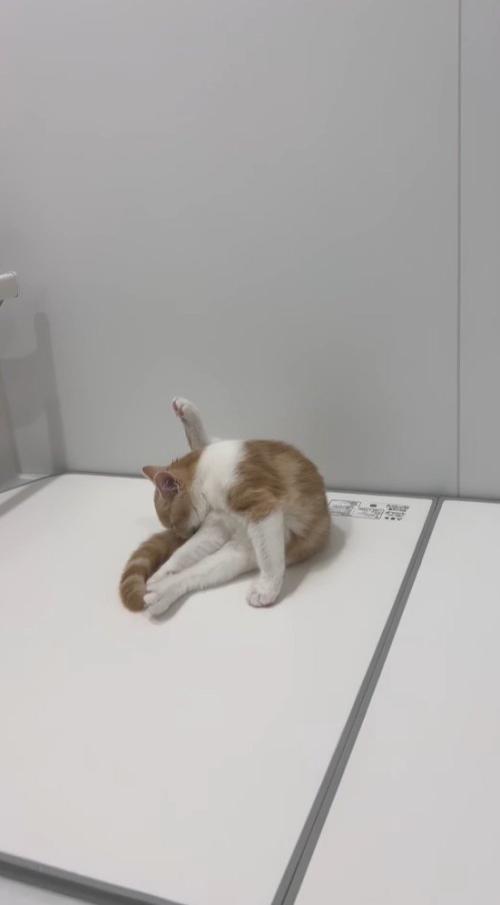 浴槽の蓋の上で毛繕いをする子猫