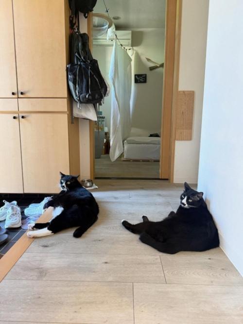 2匹の白黒猫