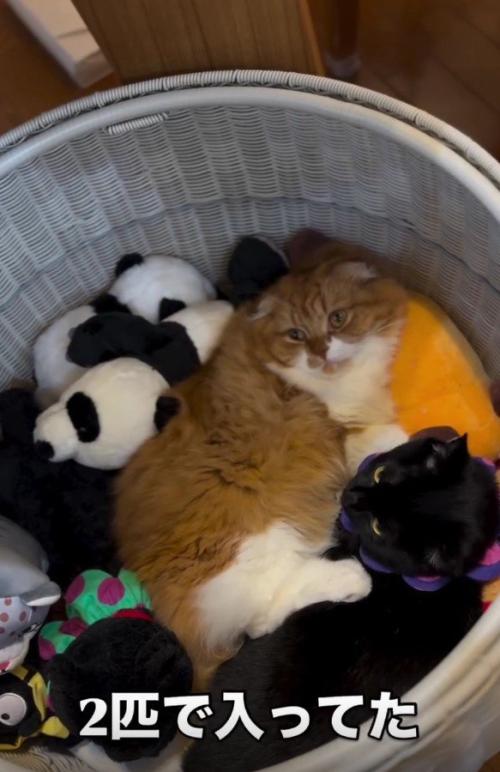ぬいぐるみ入れに入った猫