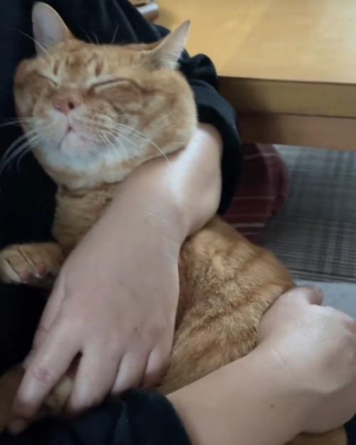 眠る猫
