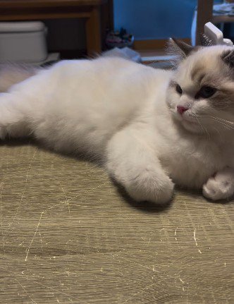 横になる子猫