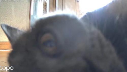 ペットカメラを見つめ続ける猫