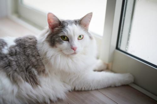 窓辺の猫