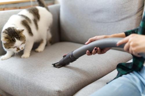 ソファの上で掃除機と対峙する猫