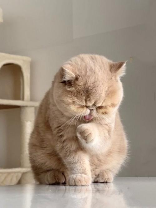 手をなめる子猫