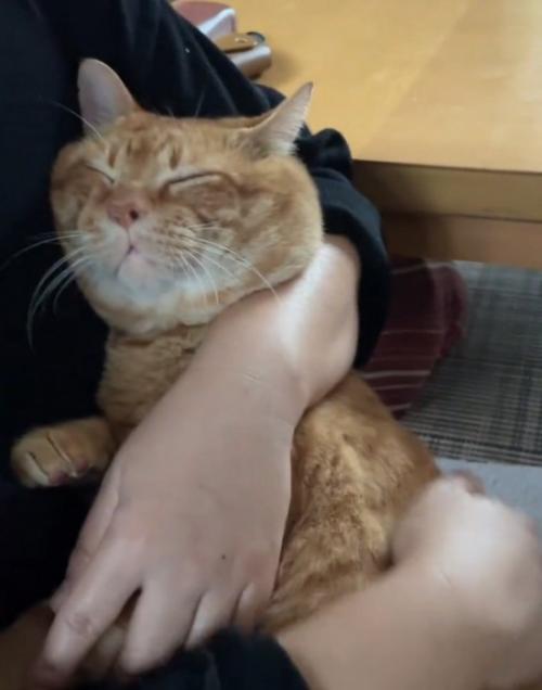 撫でられる猫