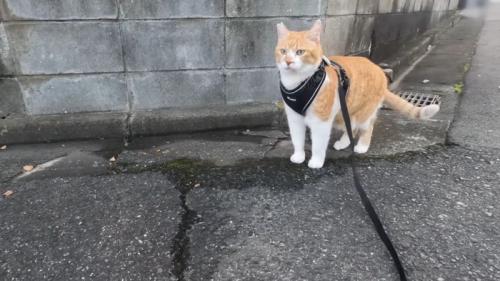 お散歩