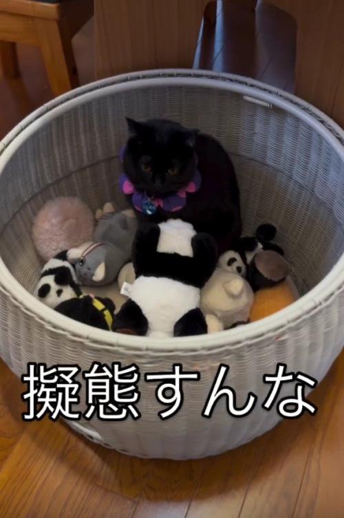 ぬいぐるみ入れに入った猫
