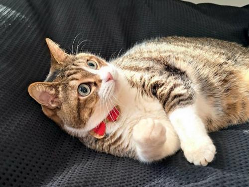 横になり右手を少し持ち上げる猫