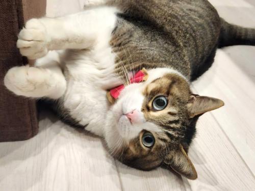 両手を家具につけて横になる猫