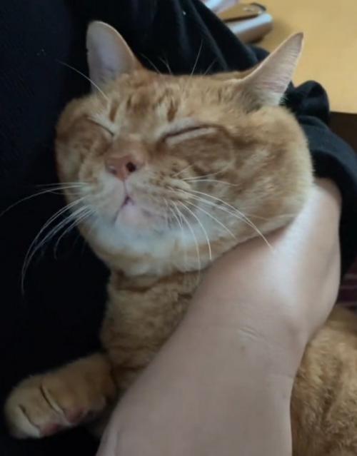 熟睡する猫