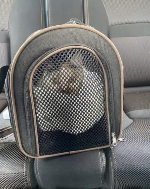 キャリーの中に入っているミケ猫