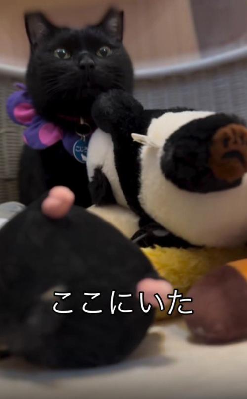 ぬいぐるみ入れに入った猫