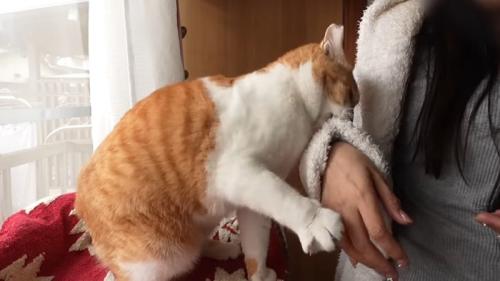 噛みつき