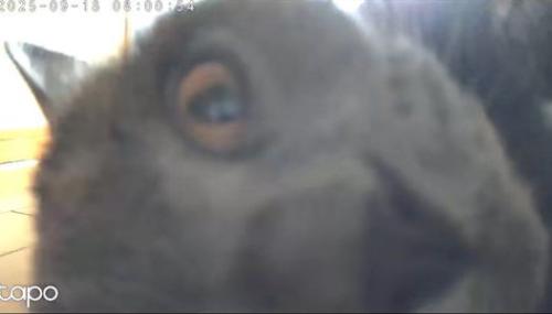 カメラに近すぎる猫