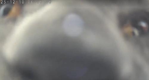 カメラに近すぎる猫