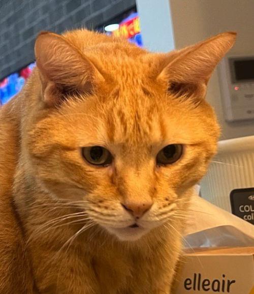 魚を見詰める茶トラ猫