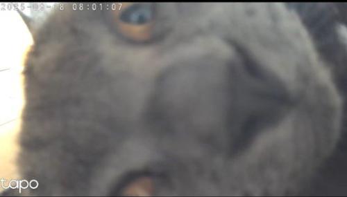 カメラの枠に入りきらない猫の顔