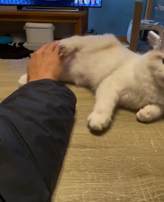 再び蹴る猫
