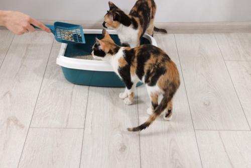 トイレ掃除を見つめる猫たち