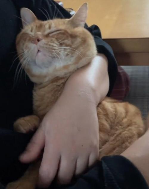 ゴロゴロ鳴く猫