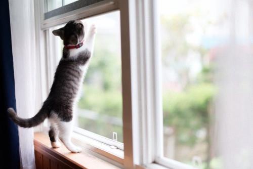 網戸によじ登る猫