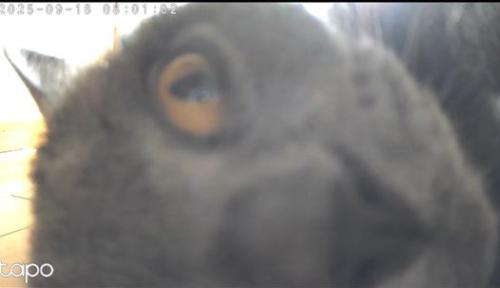 目だけ動かす猫