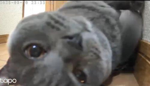 カメラが気になる猫