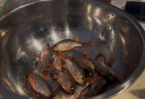 ボウルに入れられた小さな魚