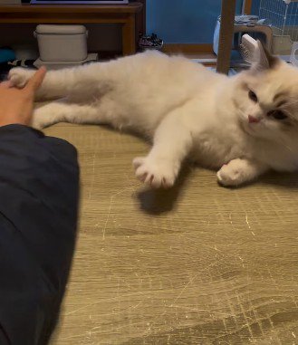 抵抗する子猫