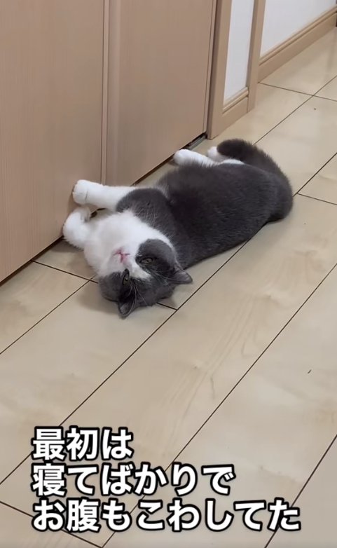 フローリングの上で横たわる猫「最初は寝てばかりでお腹もこわしてた」