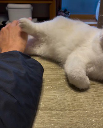 手を蹴る猫