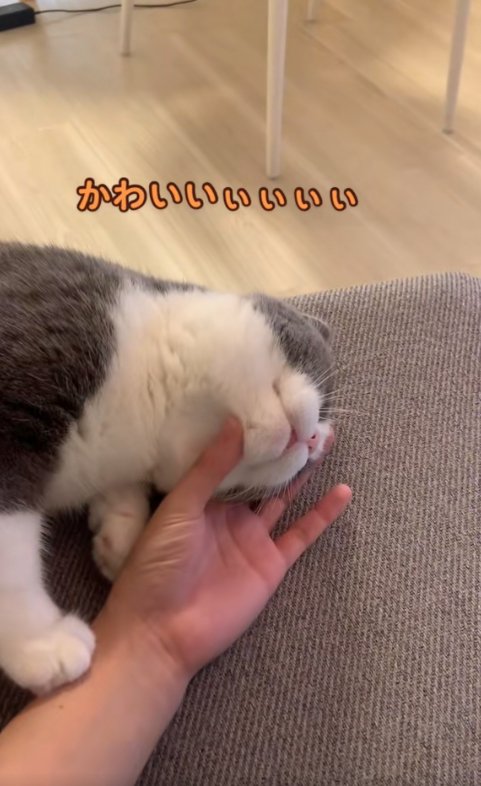 親指で喉元を撫でられている猫