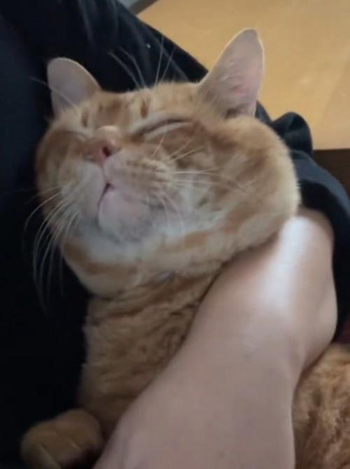 幸せそうな猫