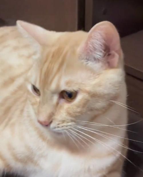 顔を背ける猫